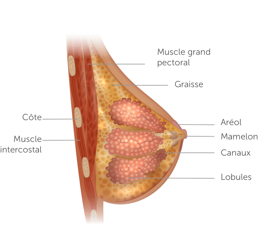 Schéma de Sein : un organe complexe et sensible