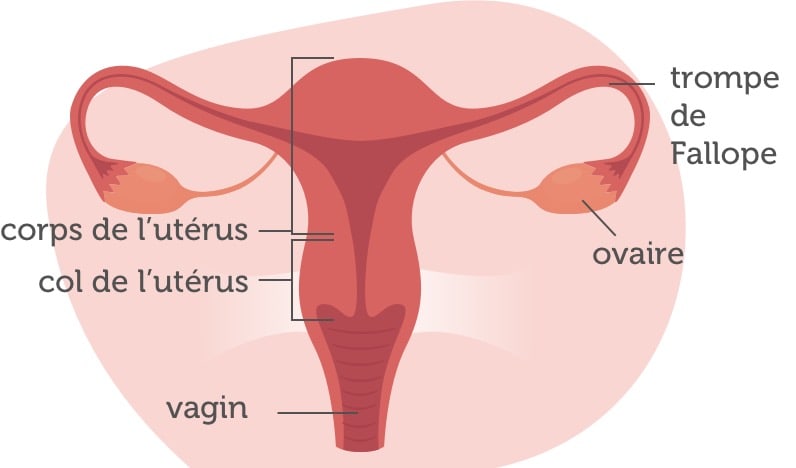 Schéma Cancer de l’utérus